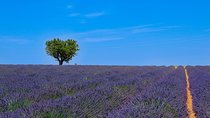 Provence – Lavender Fields Private Extended Full-Day Tour