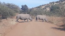 Pilanesberg national park full-day guided tour