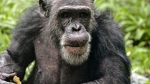 Gorilla, Chimpanzee and Murchison Falls Safari 10 Days/09 Nights