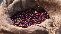 8 Days Ethiopian Coffee Tour