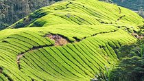 Budget Tour: Full-Day Cameron Highlands Tour