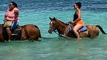 Hour Horseback Riding Guided Tour from Runaway Bay