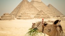 Camel Ride around the Pyramids During Sunrise Or Sunset