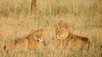 06 Days, 05 Nights Safari To Tarangire, Lake Manyara, Serengeti And Ngorongoro