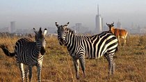 Nairobi national park half day tour