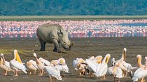 4 Days Masai Mara & L. Nakuru National Park Experience