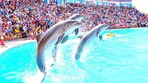 Dolphin show in Sharm