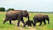 Minneriya National Park Safari from Kandy
