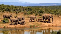 Day trip - Tarangire National Park