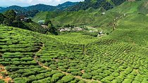 Cameron Highlands One Day Trip from Kuala Lumpur Privately Organised 