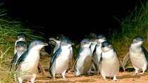 Phillip Island Penguins Private Adventure