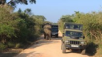 One Day Udawalawe Safari from Galle/Mirissa/Unawatuna/Hikkaduwa