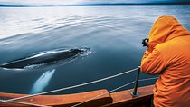 Original Carbon Neutral Whale Watching Tour from Húsavík