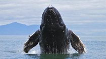 Samana Tours (With Whales) Full Day Excursion! All inclusive Tour!