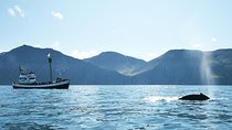 Whale and Puffin Watching around Skjálfandi Bay from Husavik