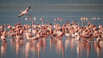 3 Days Tarangire, Lake Manyara and Ngorongoro National park