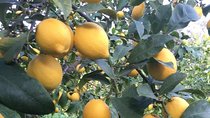 Visit the Biggest Lemon Farm in Greece