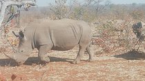 Rhino Game Drive and Walking Safaris