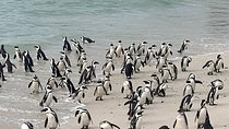 Private Cape Peninsula Tour, With Close Range Penguin Encounter From Cape Town.