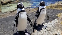 Cape of Good Hope-Penguin-Private Tour Combined With Wine Tasting Full Day Tour 