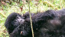 6 Day Uganda Gorilla Safari and Lake Bunyonyi Homestay Experience