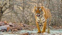 8 Days Golden Triangle Tour With Ranthambore {Taj ,Tigers & More}