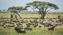 6 days 5 nights safari Ngorongoro, Serengeti and Tarangire National Parks
