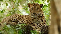 Yala National Park Private Safari (All Inclusive) From Mirissa