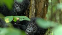 3-Day Rwanda Gorilla Safari
