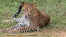 Wilpattu National Park Private Safari (All Inclusive) From Negombo