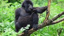 3 Day Gorilla Trekking Budget Safari at Bwindi National Park