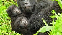 2 Days Gorilla Trekking with Culture Experience and Twin Lakes Visit