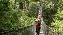 Mesmerizing Nature Walk in Lynn Canyon Park 