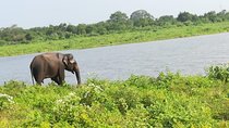 Uda Walawa Safari 1-Day-Tour from Mirissa, Weligama, Ahangama
