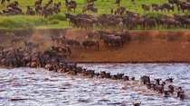 8 Days Masai Mara Wildebeest Migration Safari Adventures