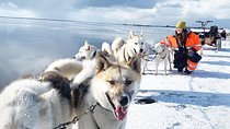 Small Group Husky Sledding Tour from Capital Region