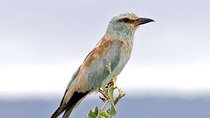 11 Days Kenya Birding Safari Adventure Holiday