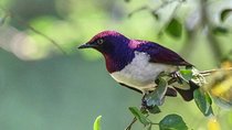 4 Days Kenyan Birding Tour Holiday