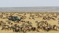 7 Days Tanzania Wildlife Migrations Adventures Safari Holiday-2021