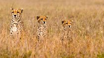 3 Days Masai Mara Budget Camping Safari Packages