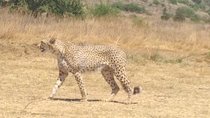 Ann van Dyk Cheetah Centre