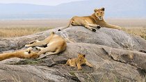 9 Days Kenya Family Safari Holiday Packages