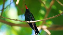 Bird Feeding Sanctuary, Montego Bay Highlights and Columbus Park Day Adventure