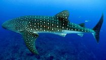 Snorkeling with whale sharks