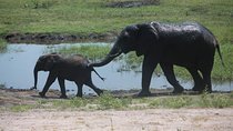 Chobe half day trip