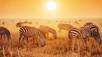 SERENGETI NATIONAL PARK Tour