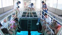 Glass Bottom Boat Trip in Sharm el Sheikh
