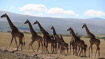 9-Days High End Road and Air Kenya Safari