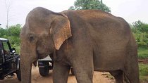 Elephant Transit Home Udawalawe with Jeep safari from Colombo