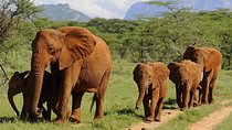 4 Days Affordable Family Safari Holidays